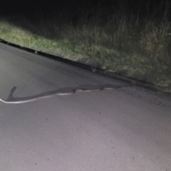 Simalia kinghorni (Australian scrub python, Scrub python, Amethystine python) at Lynam, QLD - 18 May 2021 by sayoung15