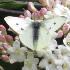 Pieris rapae (Cabbage White) at Narrabundah, ACT - 10 Sep 2021 by RobParnell