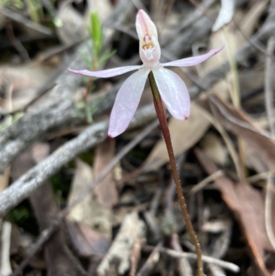 Caladenia fuscata (Dusky Fingers) at Denman Prospect, ACT - 13 Sep 2021 by AnneG1