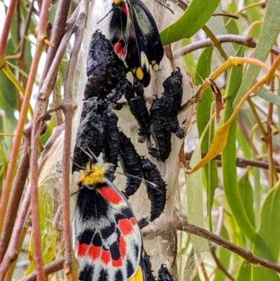 Delias harpalyce (Imperial Jezebel) at Tuggeranong DC, ACT - 13 Sep 2021 by HelenCross