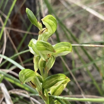 Bunochilus montanus (Montane Leafy Greenhood) at Denman Prospect, ACT - 13 Sep 2021 by AnneG1