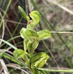 Bunochilus montanus (Montane Leafy Greenhood) at Denman Prospect, ACT - 13 Sep 2021 by AnneG1