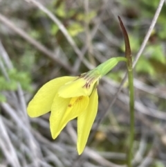 Diuris chryseopsis (Golden Moth) at Denman Prospect, ACT - 13 Sep 2021 by AnneG1