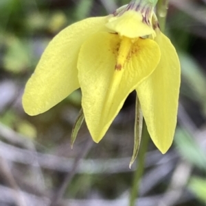 Diuris chryseopsis at Denman Prospect, ACT - 13 Sep 2021