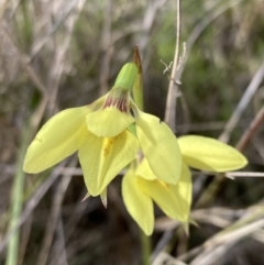 Diuris chryseopsis at Denman Prospect, ACT - 13 Sep 2021