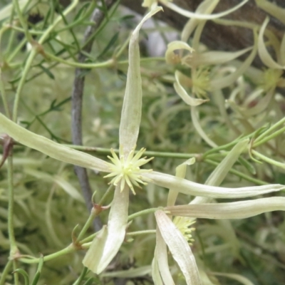 Clematis leptophylla (Small-leaf Clematis, Old Man's Beard) at Callum Brae - 13 Sep 2021 by RobParnell