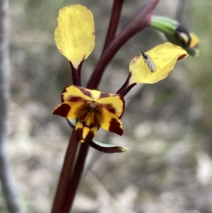 Diuris pardina at Denman Prospect, ACT - suppressed