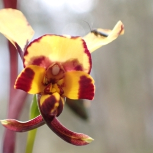 Diuris pardina at Denman Prospect, ACT - suppressed