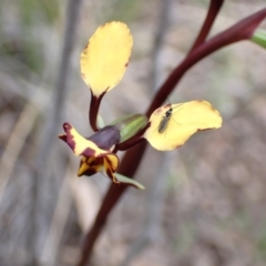 Diuris pardina at Denman Prospect, ACT - 13 Sep 2021