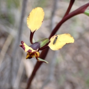 Diuris pardina at Denman Prospect, ACT - suppressed