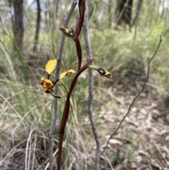 Diuris pardina at Denman Prospect, ACT - suppressed