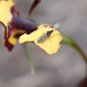 Diuris pardina at Denman Prospect, ACT - suppressed