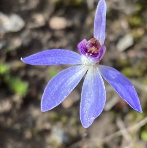 Cyanicula caerulea at Denman Prospect, ACT - suppressed