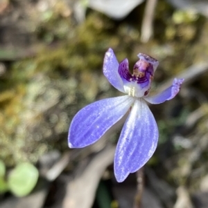 Cyanicula caerulea at Denman Prospect, ACT - suppressed