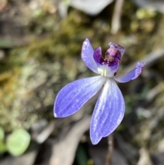 Cyanicula caerulea at Denman Prospect, ACT - 13 Sep 2021