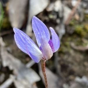 Cyanicula caerulea at Denman Prospect, ACT - suppressed