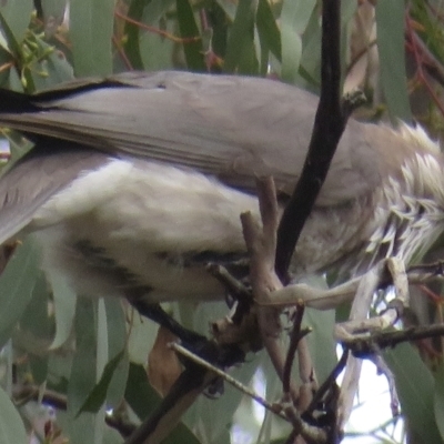 Philemon corniculatus (Noisy Friarbird) at Jerrabomberra, ACT - 13 Sep 2021 by RobParnell