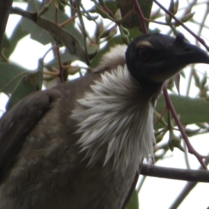 Philemon corniculatus at Jerrabomberra, ACT - 13 Sep 2021