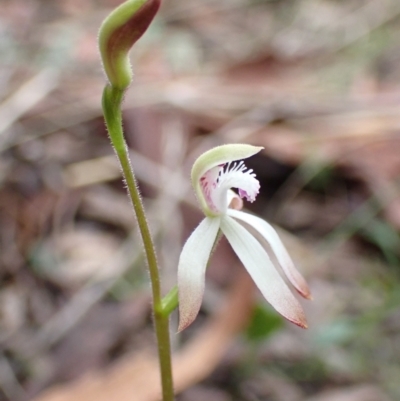 Caladenia ustulata (Brown Caps) at Denman Prospect, ACT - 13 Sep 2021 by AnneG1