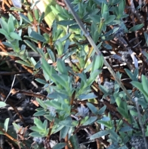 Pimelea linifolia at Deakin, ACT - 7 Sep 2021