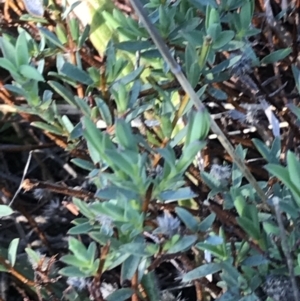 Pimelea linifolia at Deakin, ACT - 7 Sep 2021 03:59 PM