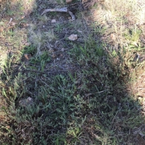 Pimelea linifolia at Deakin, ACT - 7 Sep 2021