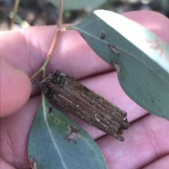 Clania lewinii (Lewin's case moth) at Deakin, ACT - 7 Sep 2021 by Tapirlord