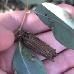 Clania lewinii & similar Casemoths at Deakin, ACT - 7 Sep 2021