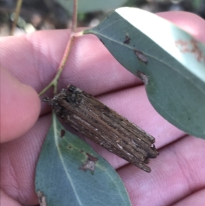 Clania lewinii & similar Casemoths at Deakin, ACT - 7 Sep 2021