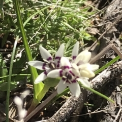 Wurmbea dioica subsp. dioica (Early Nancy) at Deakin, ACT - 7 Sep 2021 by Tapirlord