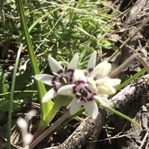 Wurmbea dioica subsp. dioica at Deakin, ACT - 7 Sep 2021