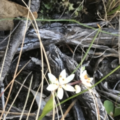 Wurmbea dioica subsp. dioica at Deakin, ACT - 7 Sep 2021