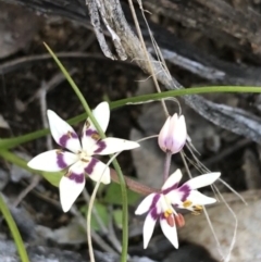 Wurmbea dioica subsp. dioica at Deakin, ACT - 7 Sep 2021 03:00 PM