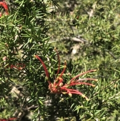 Grevillea juniperina subsp. fortis (Grevillea) at Red Hill Nature Reserve - 7 Sep 2021 by Tapirlord