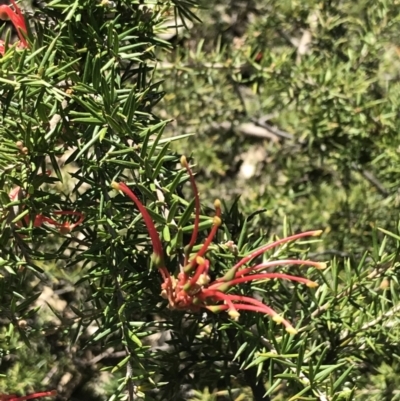 Grevillea juniperina subsp. fortis (Grevillea) at Red Hill Nature Reserve - 7 Sep 2021 by Tapirlord