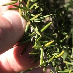 Grevillea juniperina subsp. fortis at Deakin, ACT - 7 Sep 2021