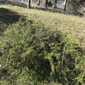 Grevillea juniperina subsp. fortis at Deakin, ACT - 7 Sep 2021