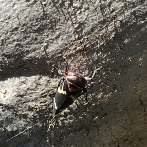 Eurymeloides pulchra at Hughes, ACT - 7 Sep 2021 02:33 PM