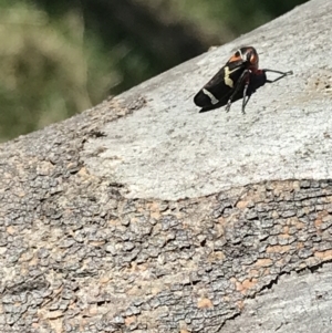 Eurymeloides pulchra at Hughes, ACT - 7 Sep 2021 02:33 PM