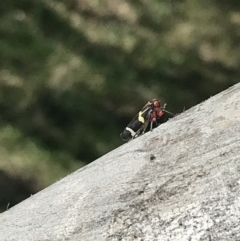 Eurymeloides pulchra at Hughes, ACT - 7 Sep 2021 02:33 PM