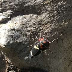 Eurymeloides pulchra at Hughes, ACT - 7 Sep 2021