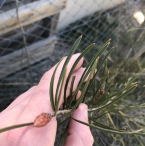 Callistemon sp. at Deakin, ACT - 7 Sep 2021