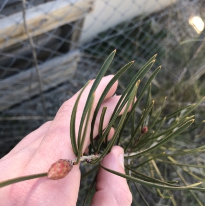 Callistemon (genus) (A Bottlebrush) at Deakin, ACT - 7 Sep 2021 by Tapirlord