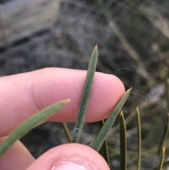 Callistemon sp. at Deakin, ACT - 7 Sep 2021