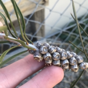 Callistemon sp. at Deakin, ACT - 7 Sep 2021