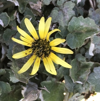 Arctotheca calendula (Capeweed, Cape Dandelion) at Deakin, ACT - 7 Sep 2021 by Tapirlord