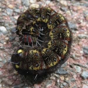 Apina callisto at Narrabundah, ACT - 10 Sep 2021