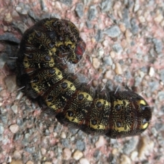 Apina callisto at Narrabundah, ACT - 10 Sep 2021