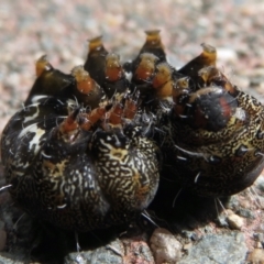 Apina callisto at Narrabundah, ACT - 10 Sep 2021