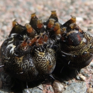 Apina callisto at Narrabundah, ACT - 10 Sep 2021